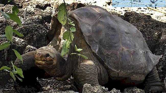 Sköldpaddan. korta dikter djur
