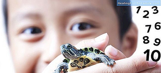 La technique de la tortue pour éviter des crises de colère chez les enfants