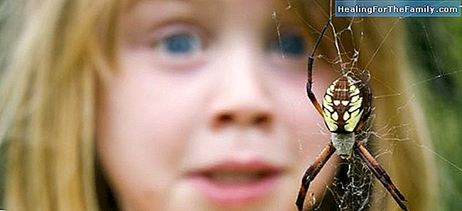 5 Vihjeitä välttää hämähäkki puree lapsilla