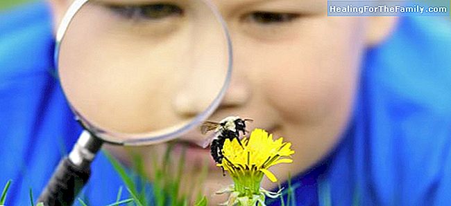 Hoe bijensteken of wesp bij kinderen
