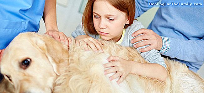 Comment aider l'enfant à surmonter la perte de son animal