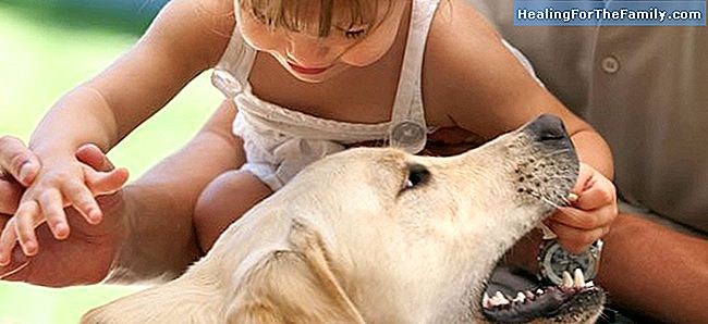 Wie man den Biss eines Hundes bei Kindern behandelt