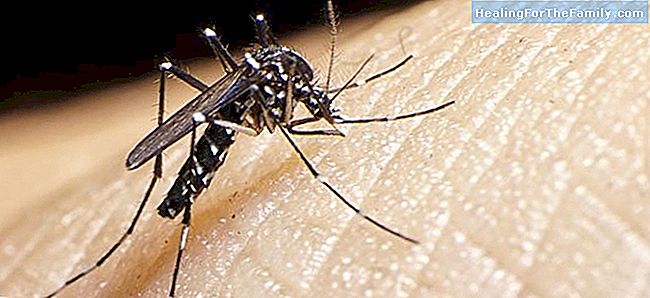 Zika virus. Løse dine spørsmål om Zika virus