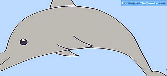 Miten tehdä, askel askeleelta, piirustus delfiini