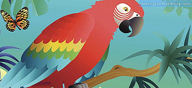 De papegaaien vermomd. Legende van Ecuador voor kinderen